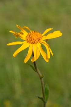 Arnika  Arnica montana  Gebirgspflanze