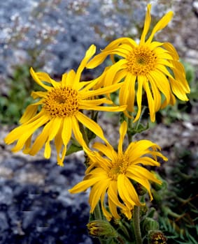 Arnika, Arnica montana, Gebirgspflanze, Heilpflanze