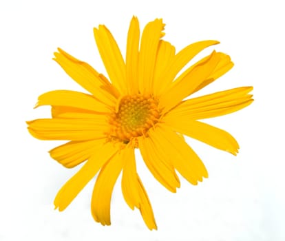 Arnika  Arnica montana