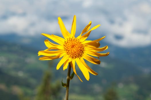 Arnika  Arnica montana  Gebirgspflanze