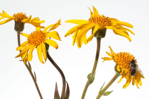 Arnika  Arnica montana  Gebirgspflanze