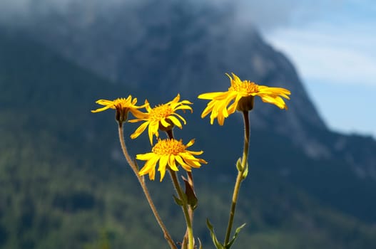 Arnika  Arnica montana  Gebirgspflanze
