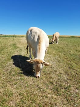 Blonde, d' Aquitaine, Rinderrasse