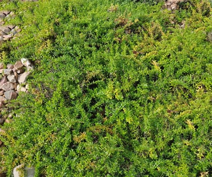 Aromatischer Kaskadenthymian, Thymus, Thymian, Kraeuter