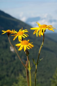 Arnika  Arnica montana  Gebirgspflanze