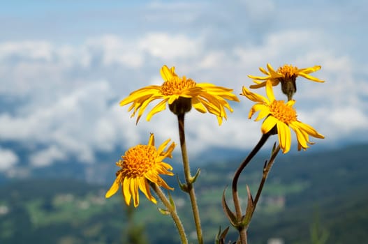 Arnika  Arnica montana  Gebirgspflanze