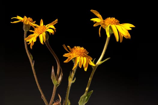Arnika  Arnica montana  Gebirgspflanze