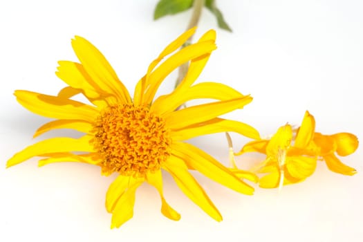 Arnika  Arnica montana  Gebirgspflanze
