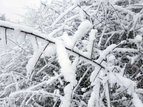 Garten, Schnee, Winter