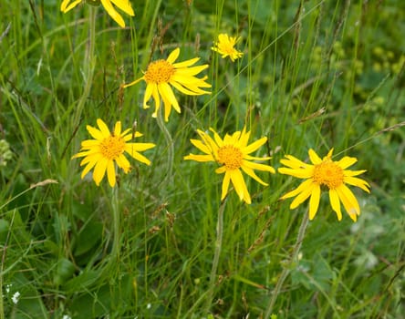 Arnika, Arnica montana, Gebirgspflanze, Heilpflanze