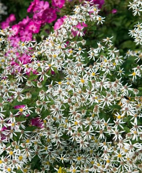 Aster divaricatus