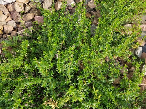 Aromatischer Kaskadenthymian, Thymus, Thymian, Kraeuter