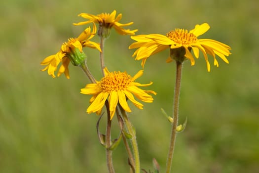 Arnika  Arnica montana  Gebirgspflanze