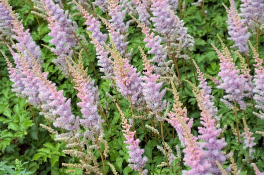 Astilbe, Astilbe chinensis