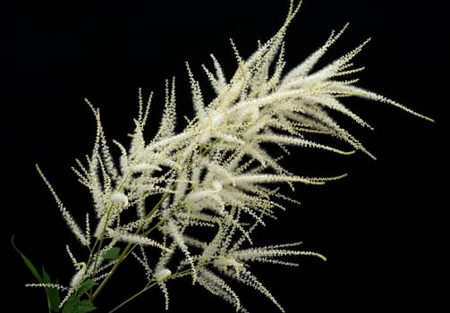 Astilbe chinensis ist eine Bodendeckerpflanze im Garten. Astilbe chinensis is a ground cover plant in the garden.