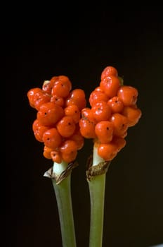 Aronstab  Aurum  Italicum  Fruchtstand