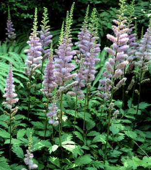 Astilbe, Astilbe chinensis var. pumila, Prachtspiere