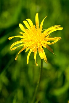 Arnika  Arnica montana