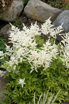 Astilbe, chinensis