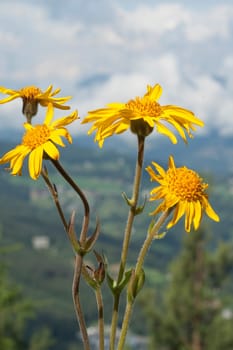Arnika  Arnica montana  Gebirgspflanze