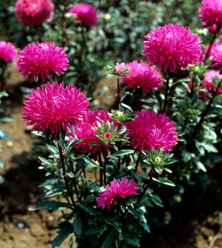 Aster, Sommerblume