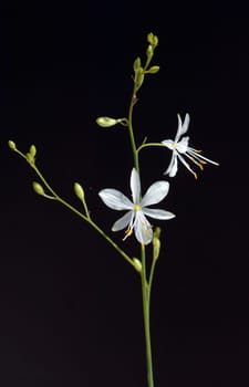 Astlose Graslilie, Anthericum liliago