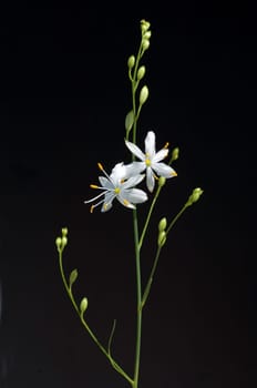 Astlose Graslilie, Anthericum liliago