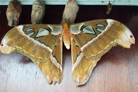 Atlasfalter, Atlasspinner, Attacus atlas