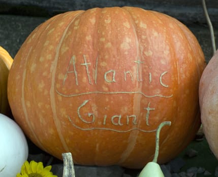 Atlantic Giant  Riesenkuerbis