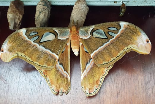 Atlasfalter, Atlasspinner, Attacus atlas