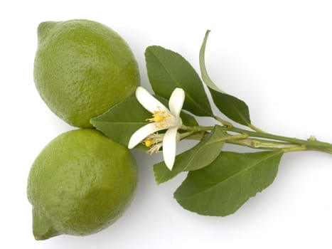 Zitronenbluete, Citrus limon, Heilpflanzen