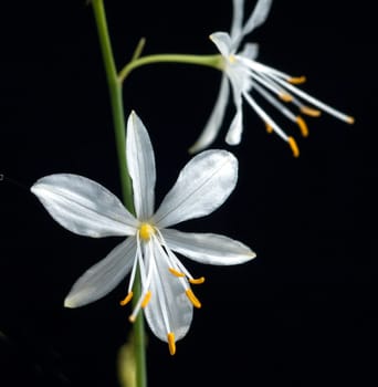 Astlose Graslilie, Anthericum liliago