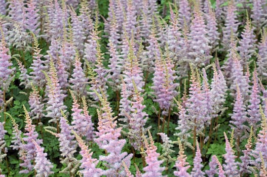 Astilbe, Astilbe chinensis