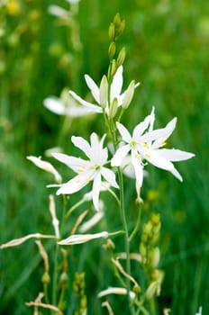 Astlose Graslilie  Anthericum liliago