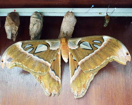 Atlasfalter, Atlasspinner, Attacus atlas