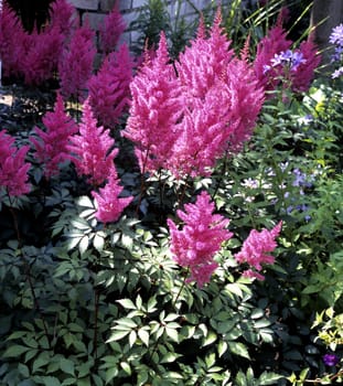 Astilbe, Astilbe chinensis, Purpurkerze, Prachtspiere