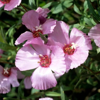 Atlasblume, Clarkia amoena