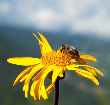 Arnika  Arnica montana  Gebirgspflanze