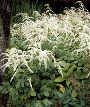 Astilbe, Astilbe dioicus, Prachtspiere
