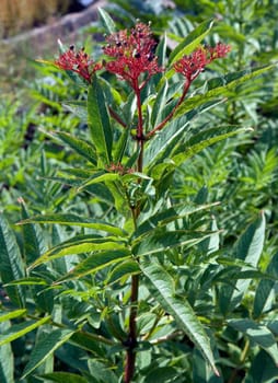 Zwergholunder  Sambucus ebulus
