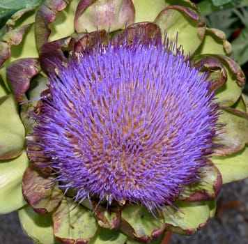 Artischocke, Cynara, scolymus, Gemuese, Heilpflanze
