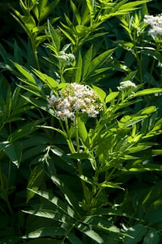 Zwergholunder  Sambucus ebulus