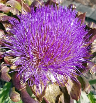 Artischocke, Cynara, scolymus