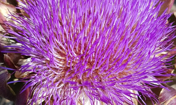 Artischocke, Cynara, scolymus