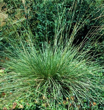 Atlas-Schwingel, festuca mairei
