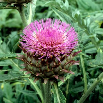Artischocke, Cynara scolymus