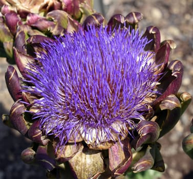 Artischocke, Cynara, scolymus