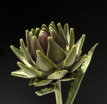 Artischocke, Cynara scolymus