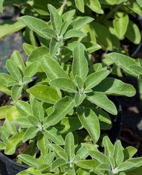 Ashvaganda  Withania somnifera