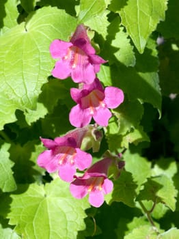 Gloxinienwinden, Asarina scandens